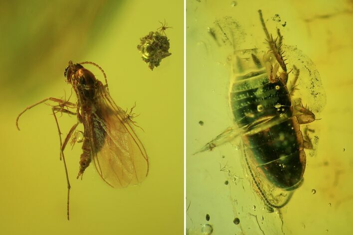 Fossil Fly (Diptera) & Blattoidea (Blattodea) In Baltic Amber #69317